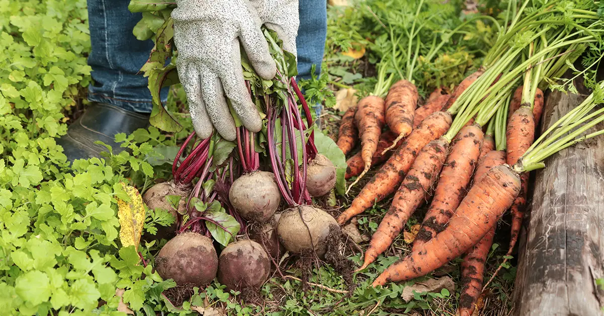 Late Summer Gardening: What to Do in September and October
