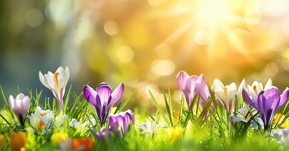 Spring in Your Garden: What to Look Out for and What to Do